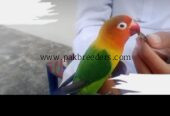 Love Bird Hand Tame 100% Friendly.
