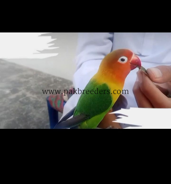 Love Bird Hand Tame 100% Friendly.