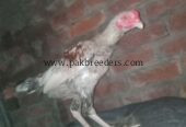 Aseel breed roster .