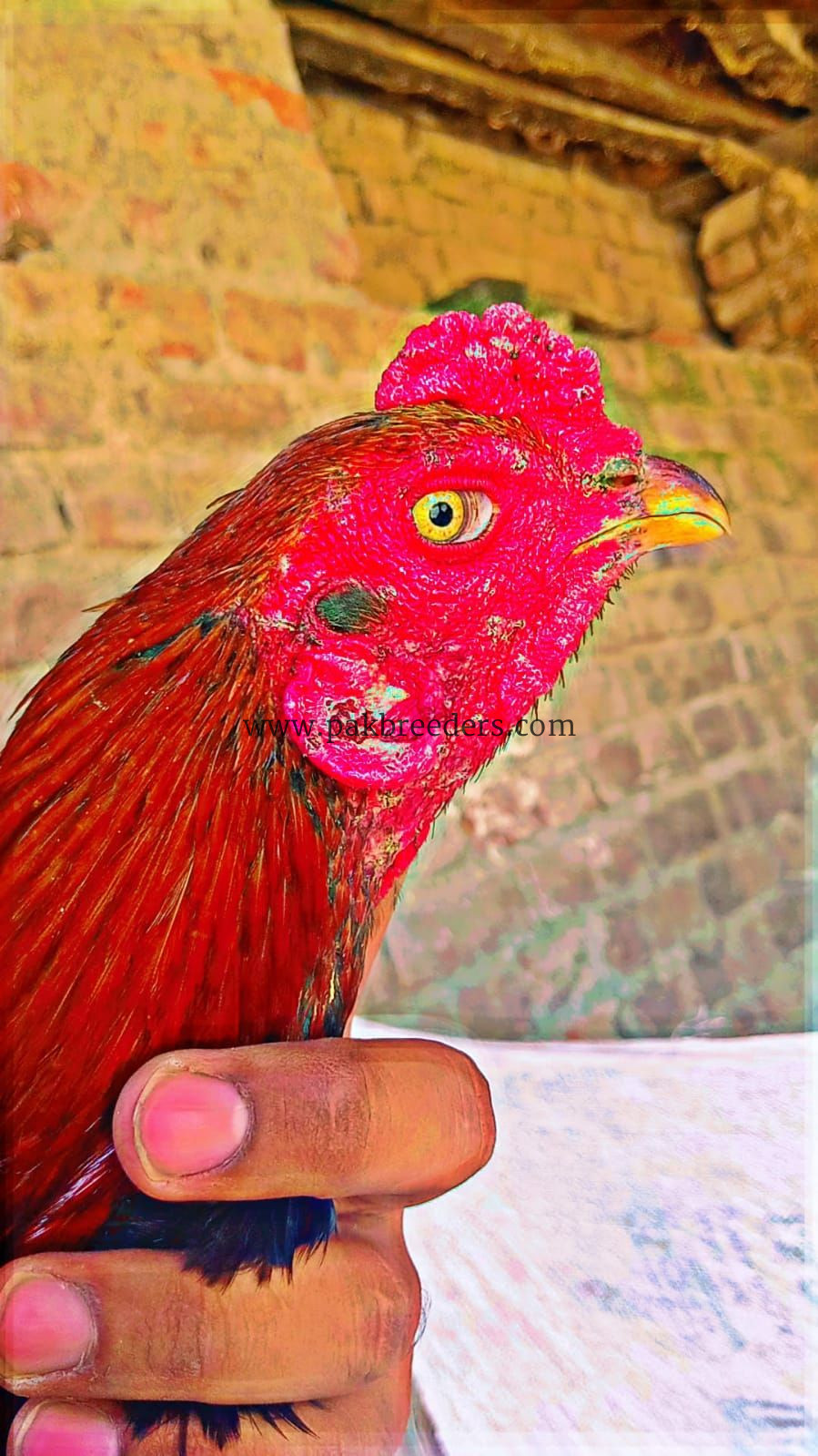 Aseel murgha pakoya cross