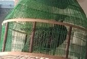 Sindi Black Teter for sale