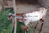 Makkhi China baridar