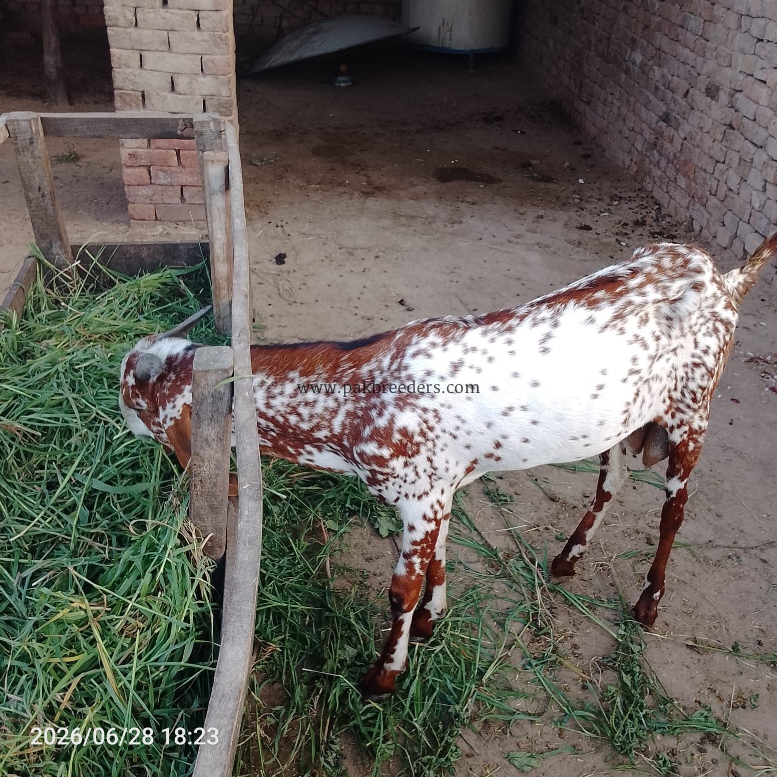 Makkhi China baridar