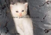 Persian cat tripple coated