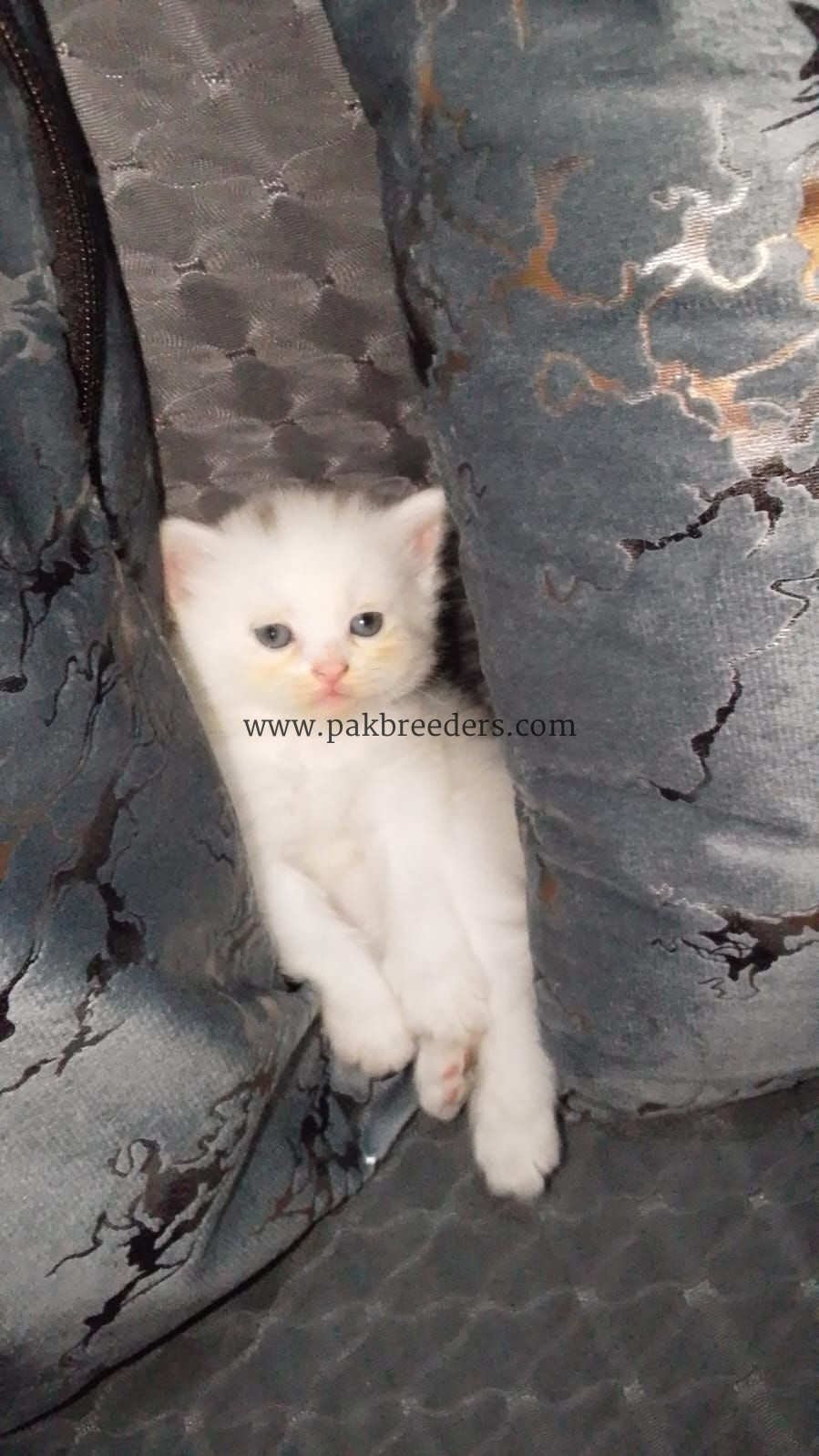 Persian cat tripple coated