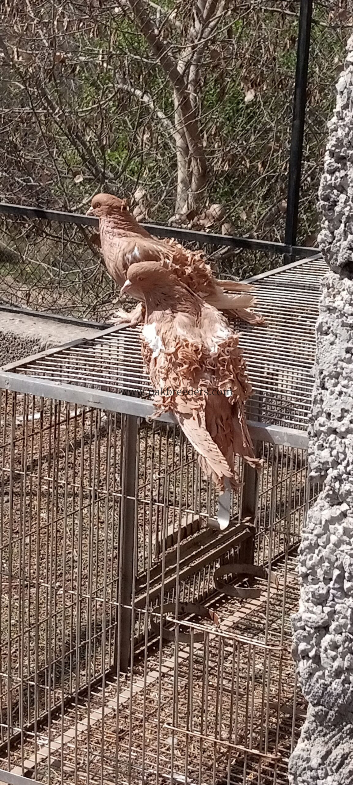 Best Frillback Pigeon
