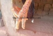 Lasani Mushki Aseel Madi