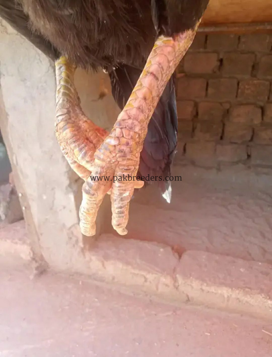 Lasani Mushki Aseel Madi