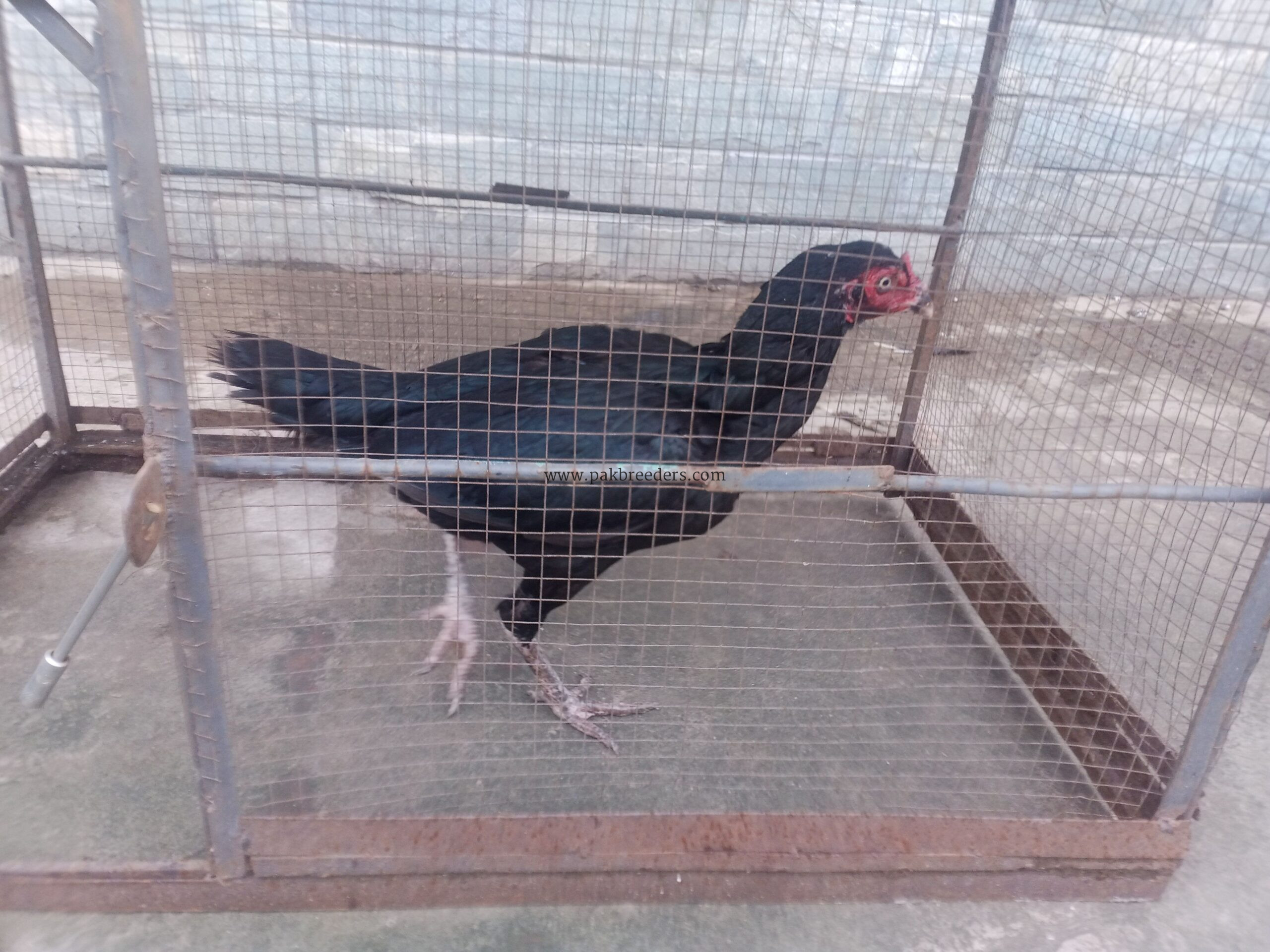 Aseel Muskha Female For sale
