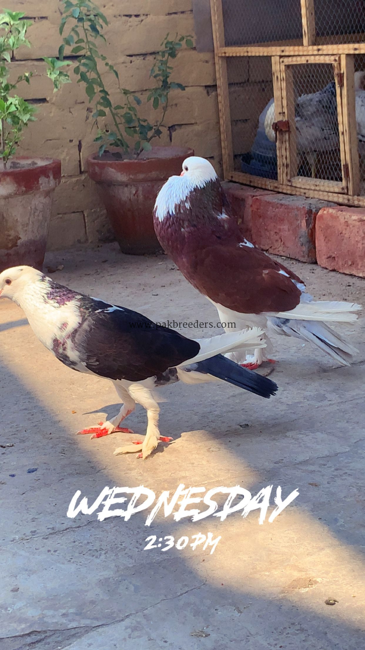 Pouter breeder pair healthy and active beautiful pair crossing video bhi mil jayegi