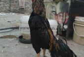 Jawa Aseel Murgha High Quality