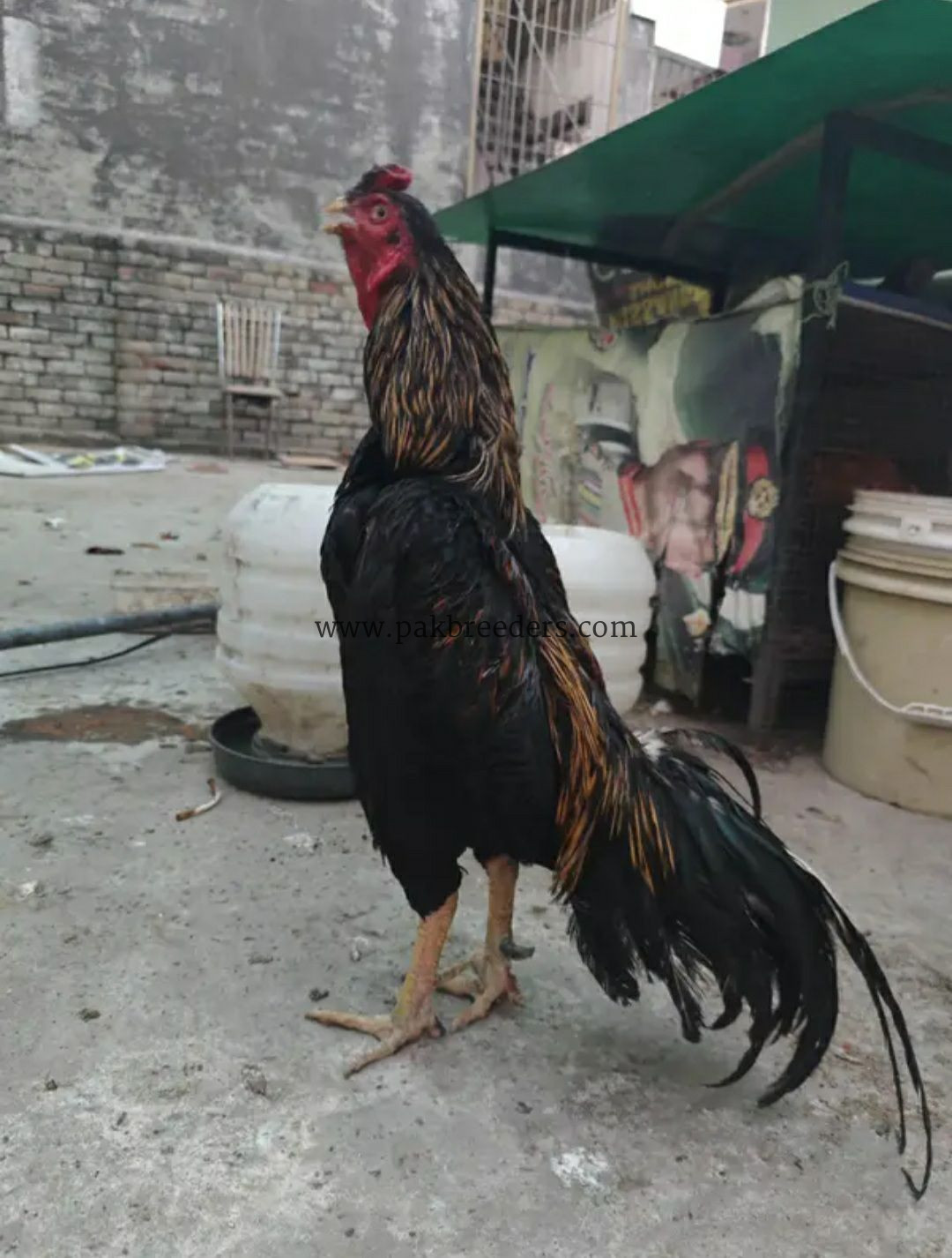 Jawa Aseel Murgha High Quality