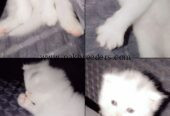 Persian cat tripple coated