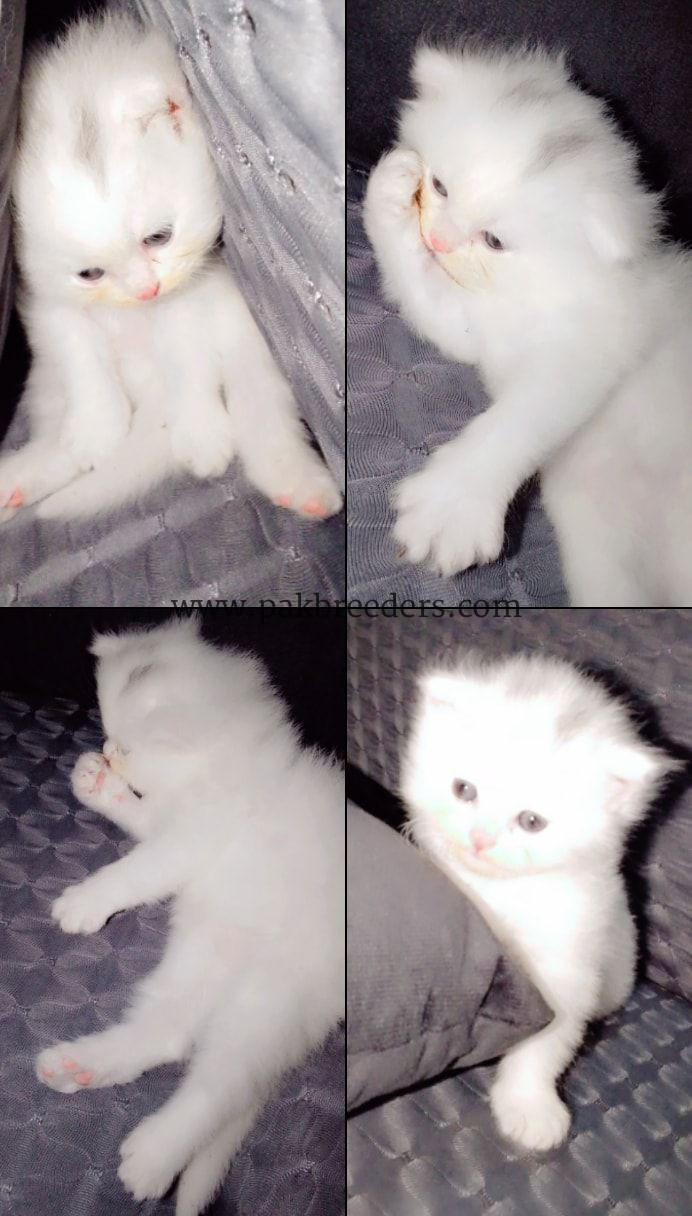 Persian cat tripple coated