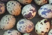 Fresh Fertile Quail Eggs