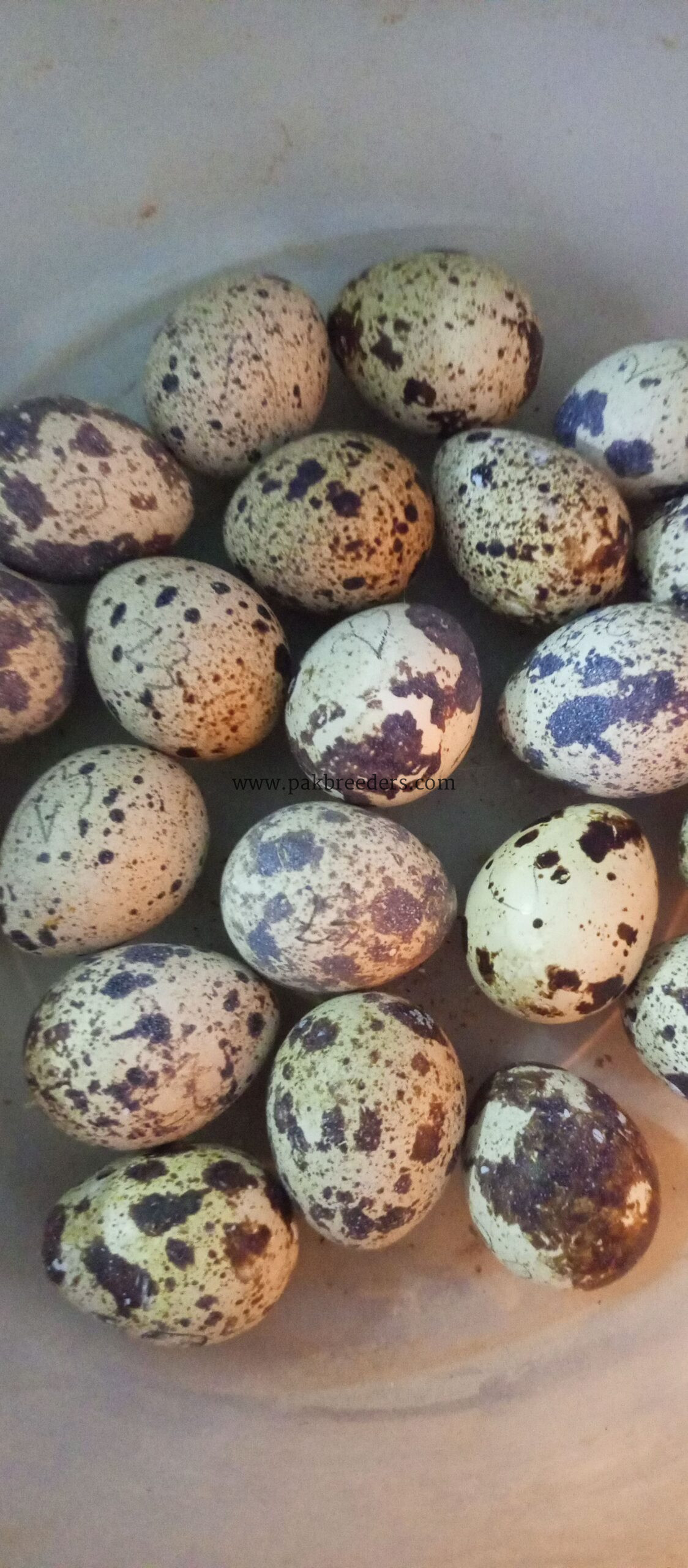 Fresh Fertile Quail Eggs