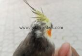 Coctail hand tame 100% active low price