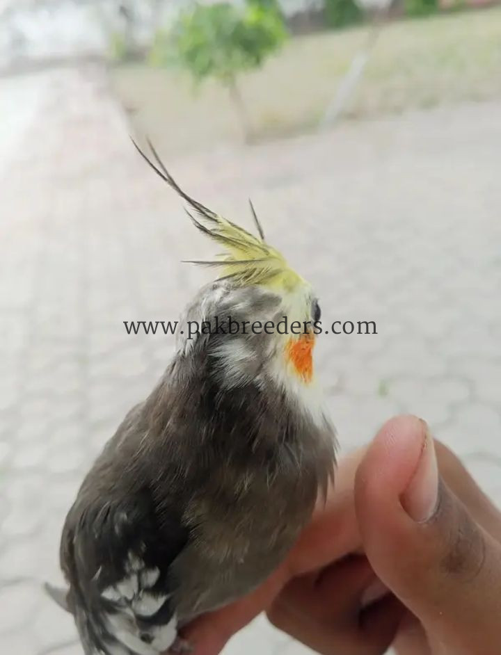 Coctail hand tame 100% active low price