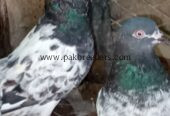 Ferozpuri pigeons pair for sale