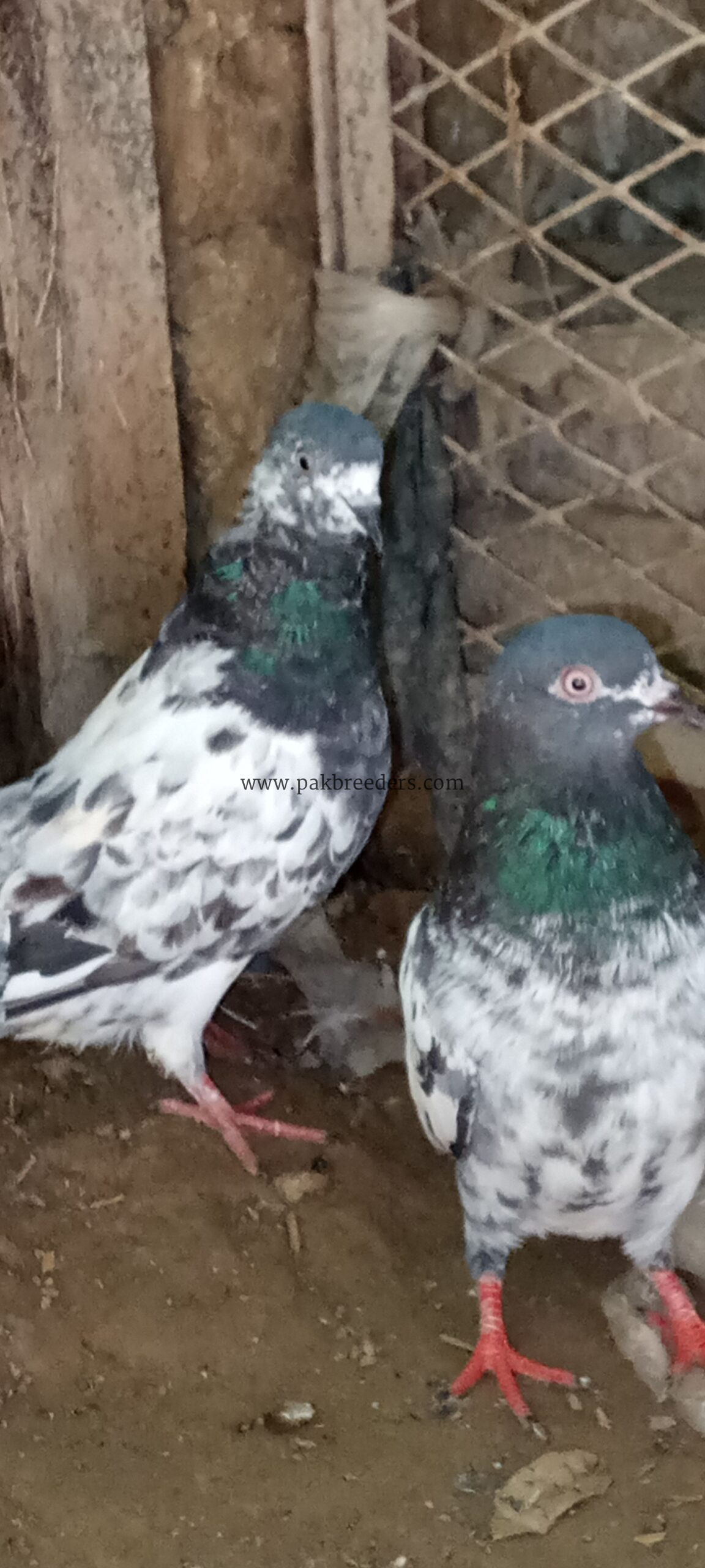 Ferozpuri pigeons pair for sale