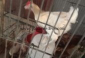 Leghorn murgha hai for sale