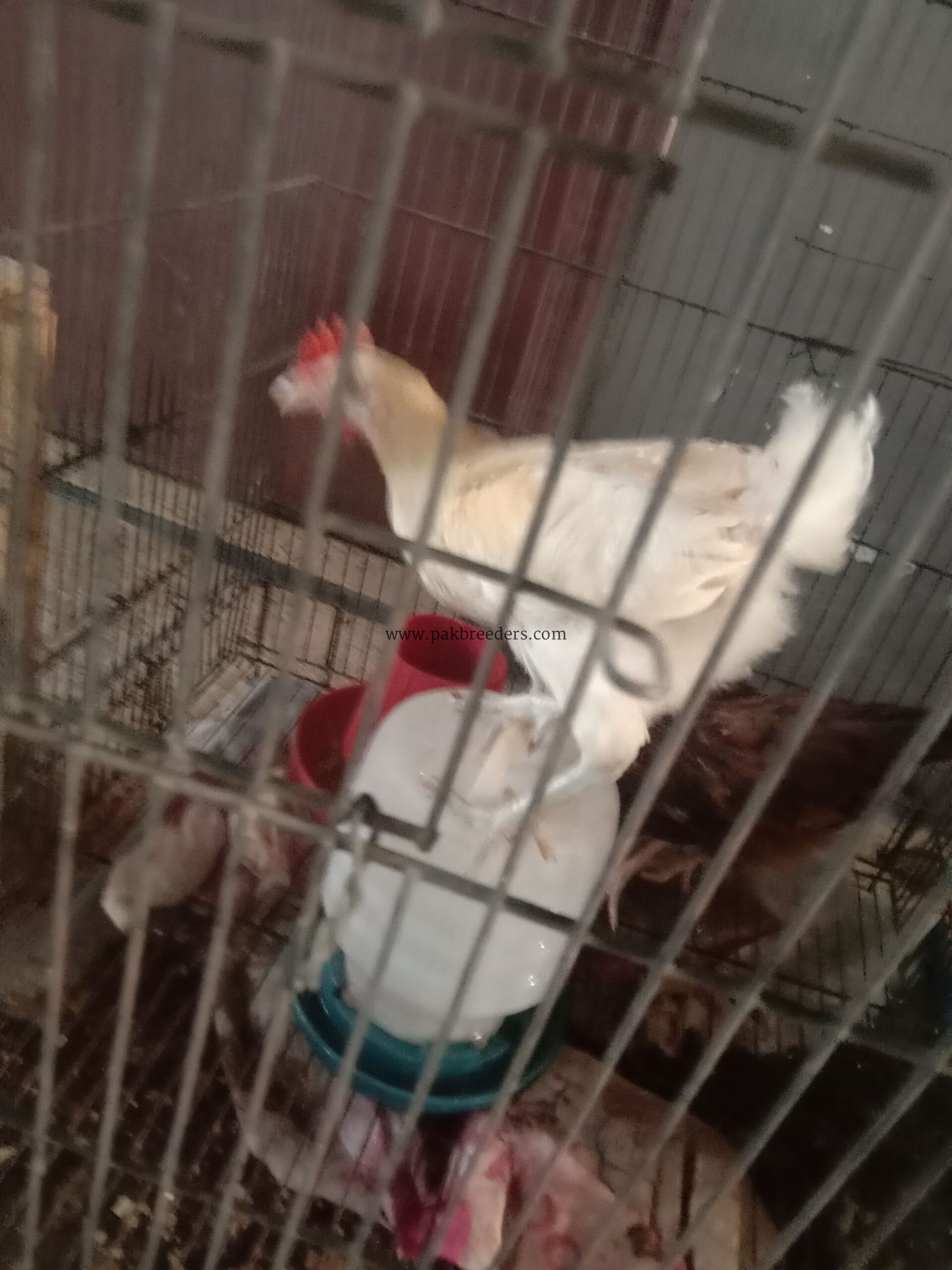 Leghorn murgha hai for sale