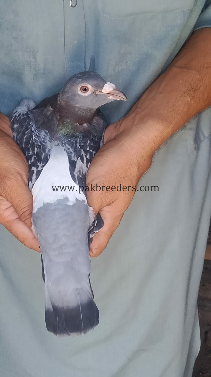 for sele locations pabbi nowshehra