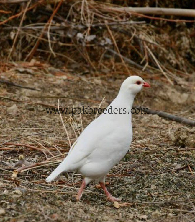 American white chakor