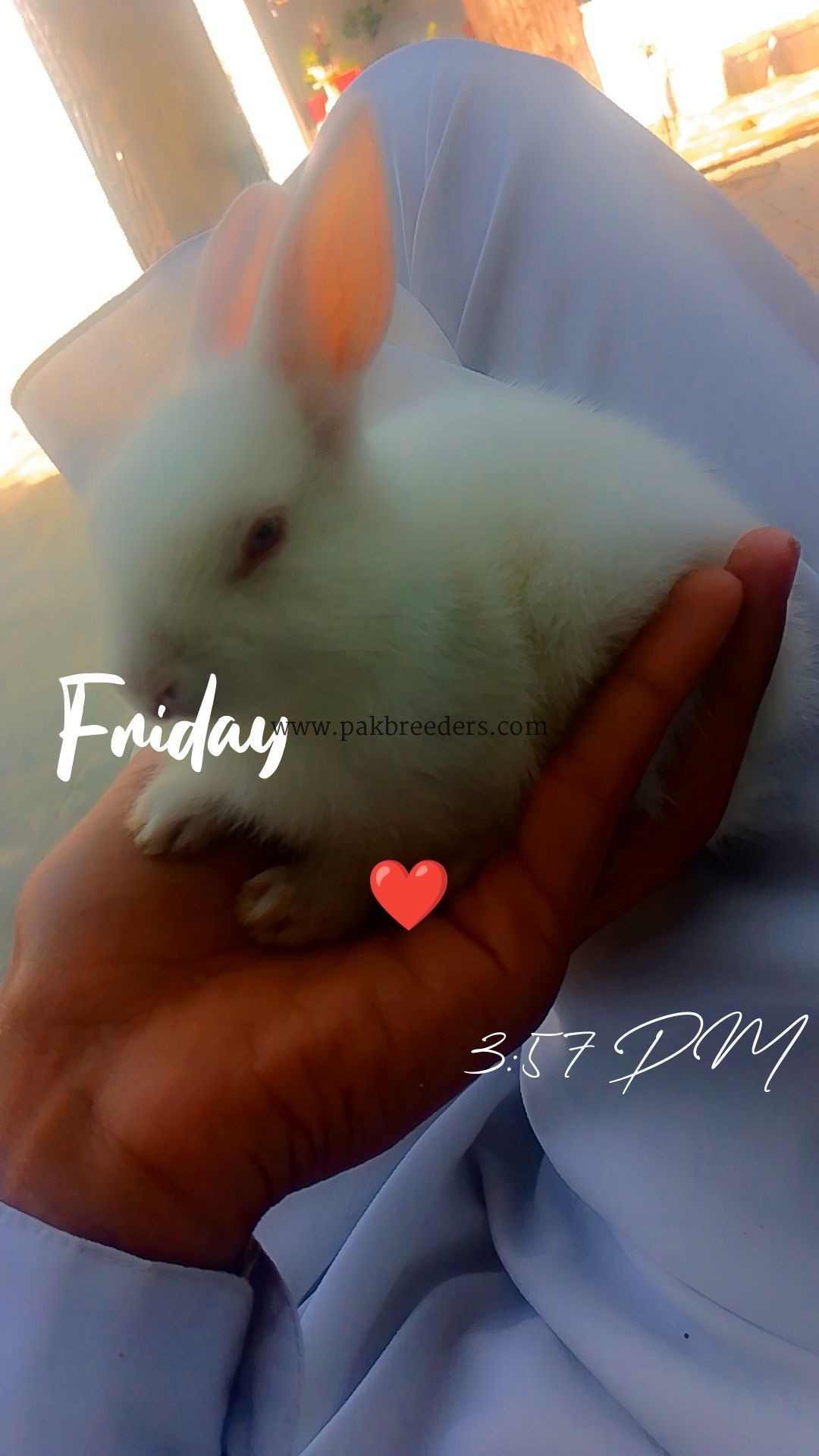 White Rabbit and red eyes