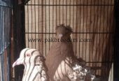 Best Frillback Pigeon