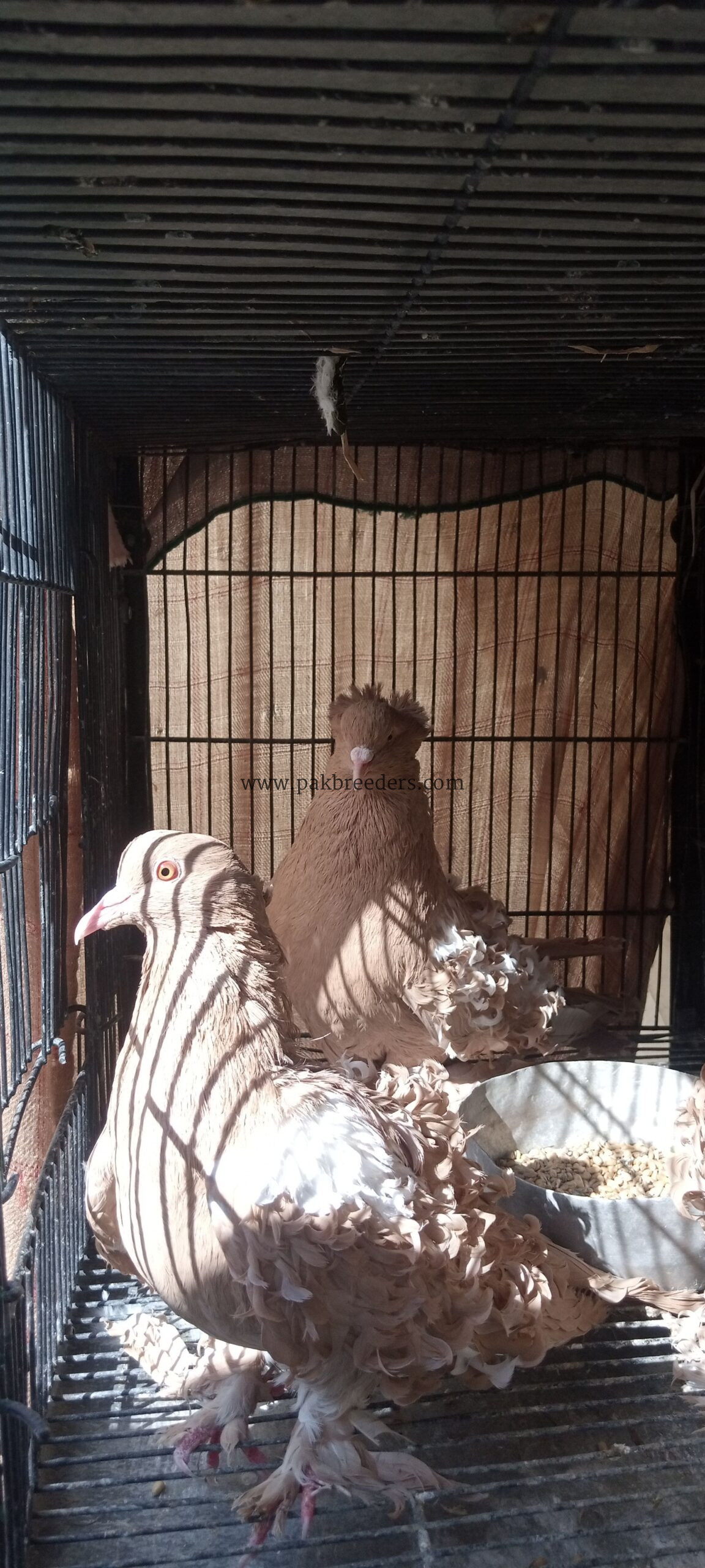 Best Frillback Pigeon
