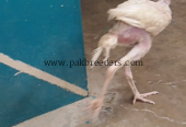 High quality herra pair