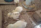 Peacock chicks for sale