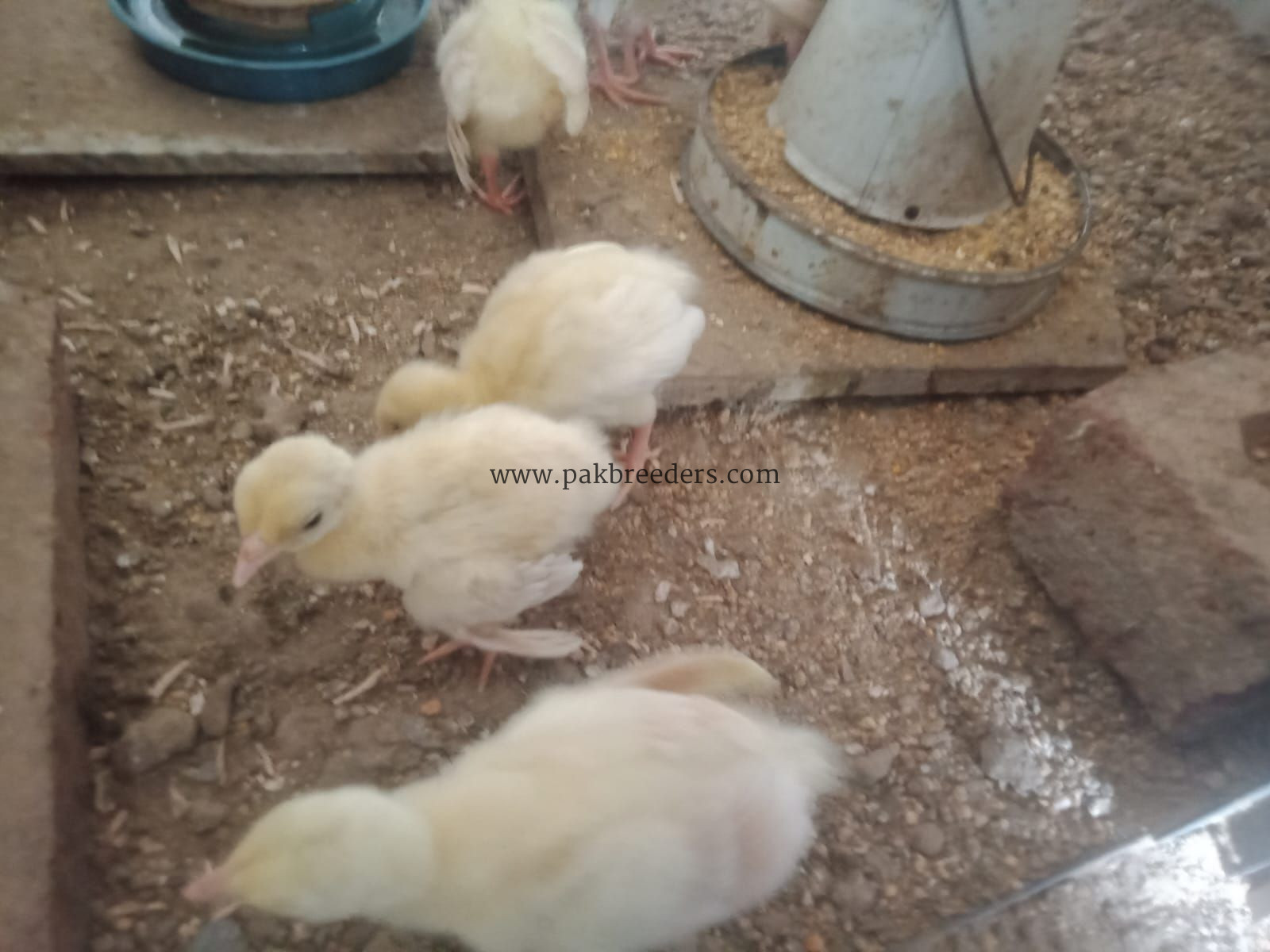 Peacock chicks for sale