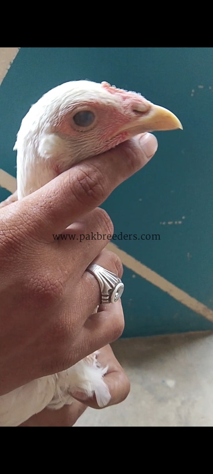 High quality herra pair