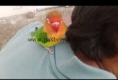 Love Bird 100% Hand Tame