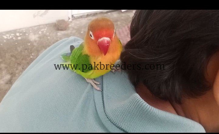 Love Bird 100% Hand Tame