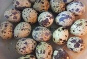 Fresh Fertile Quail Eggs