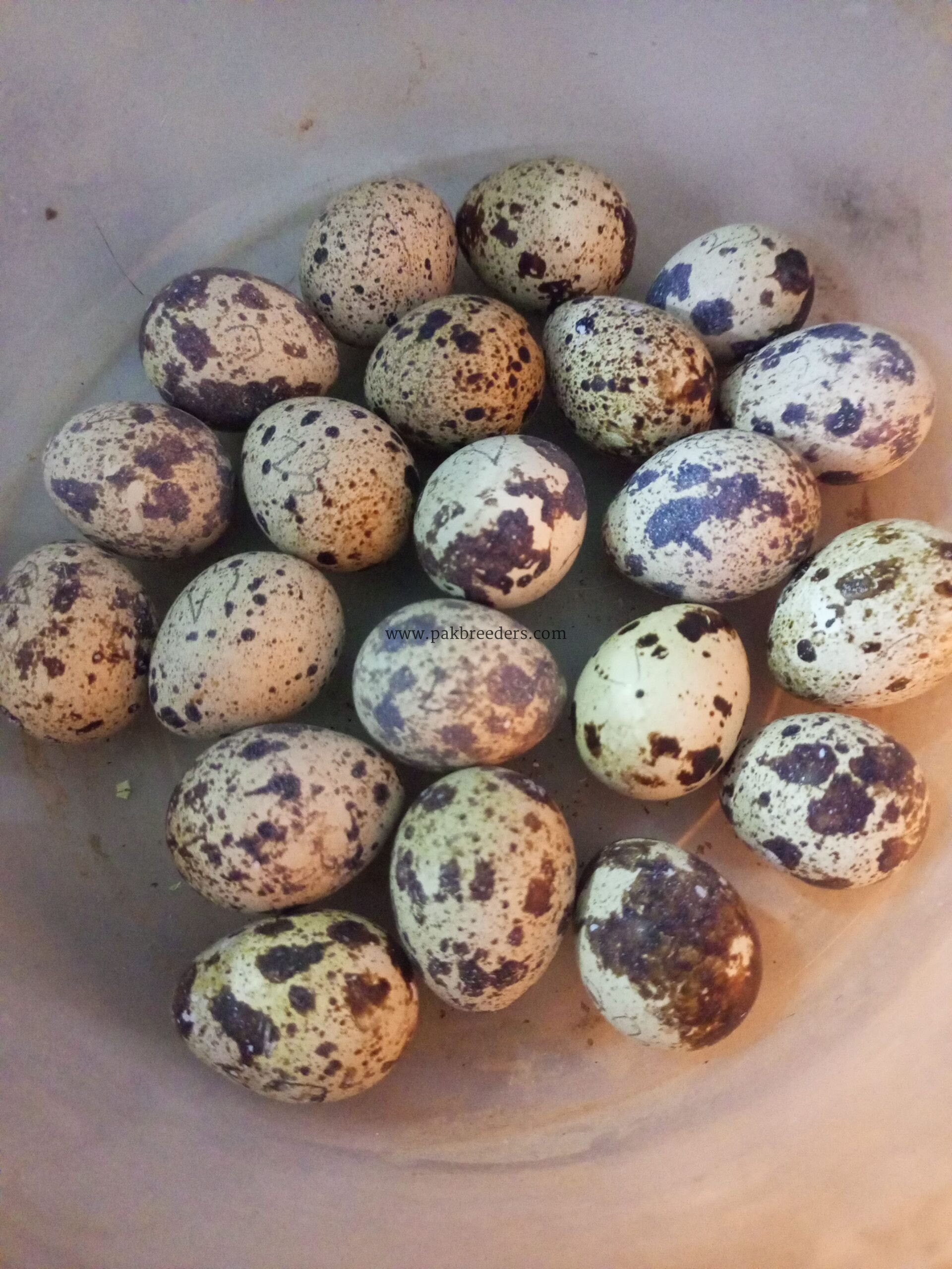 Fresh Fertile Quail Eggs