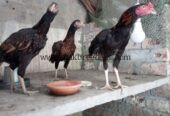 Lasani+sindi cross ۔
