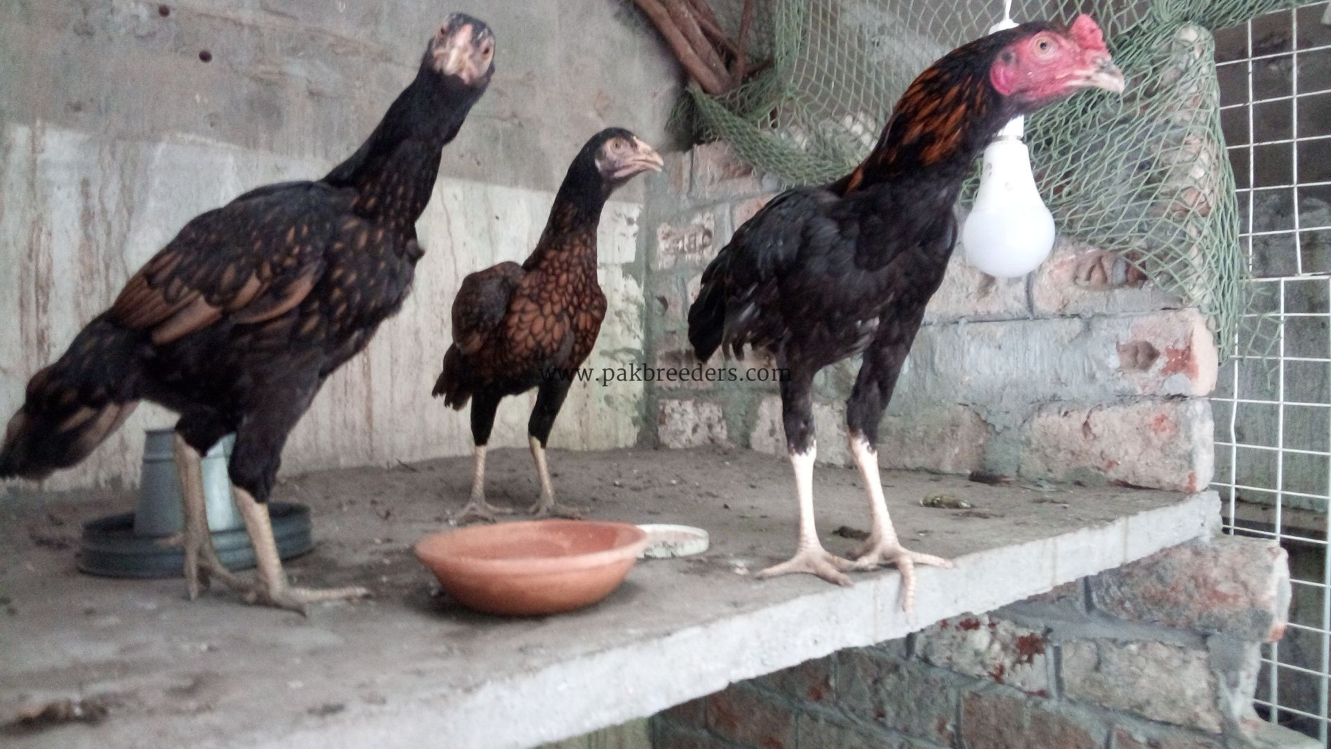 Lasani+sindi cross ۔
