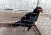Aseel Muskha Female For sale