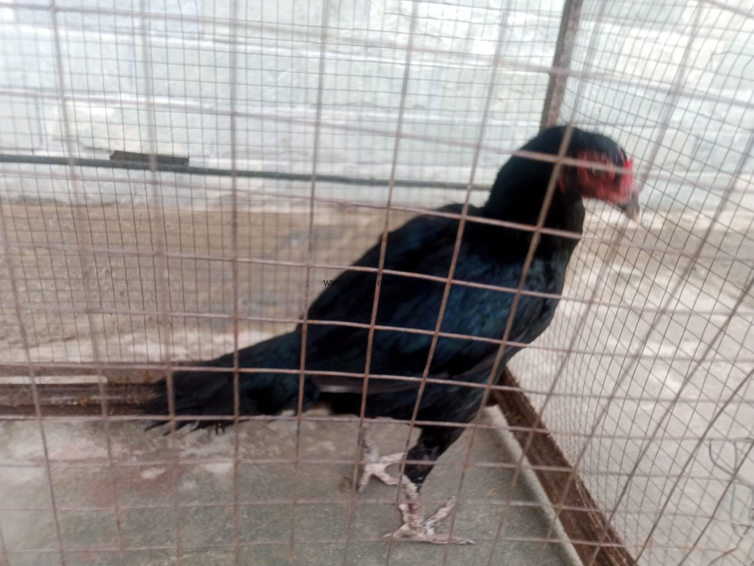 Aseel Muskha Female For sale