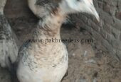 Black shoulder peacock