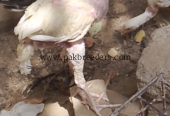 High quality herra pair