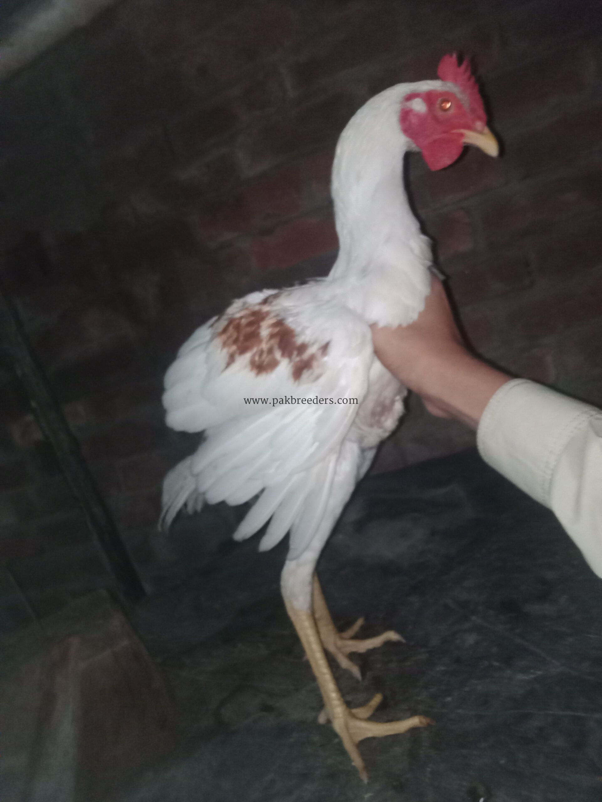 Benggum aseel breed roster
