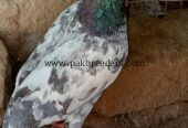 Ferozpuri pigeons pair for sale