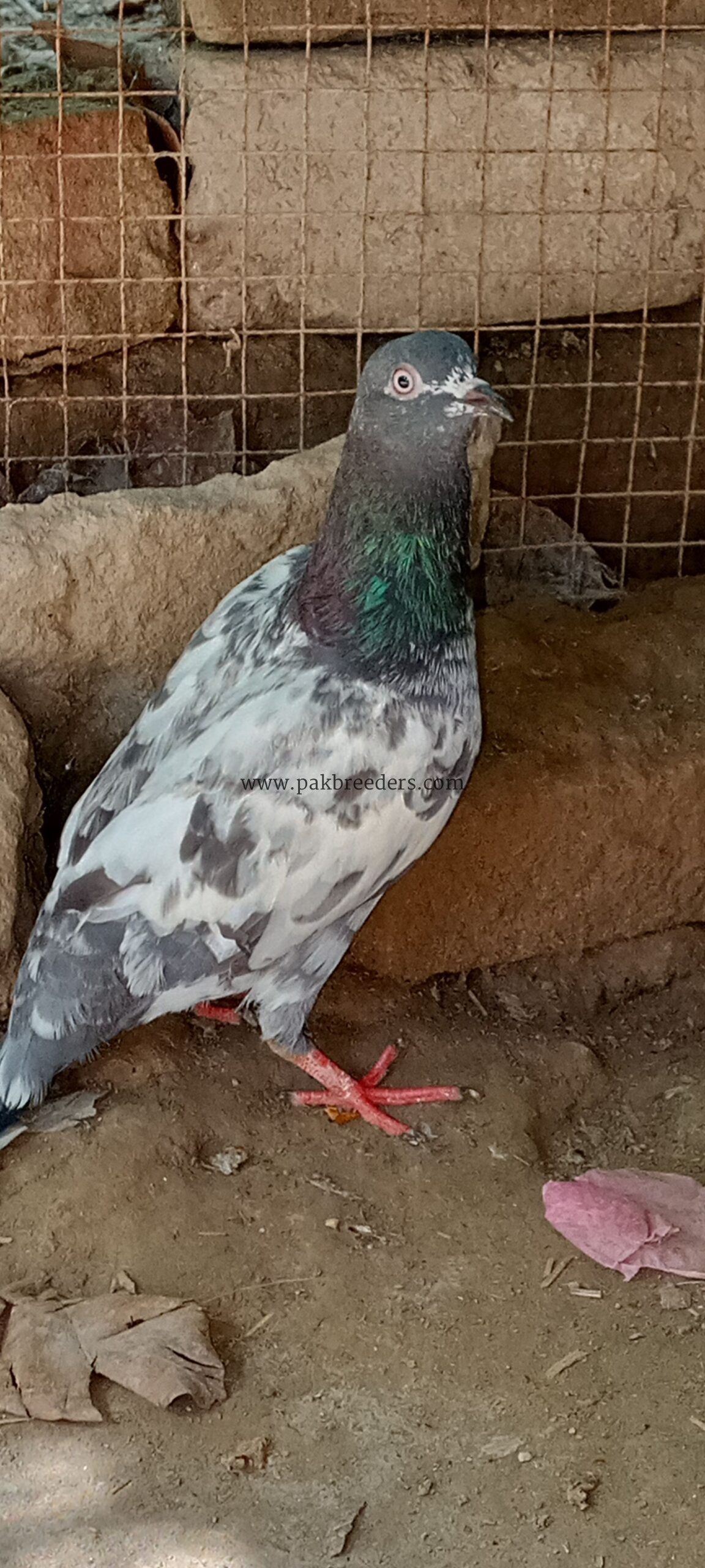 Ferozpuri pigeons pair for sale