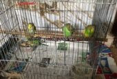 Budgies / Australian