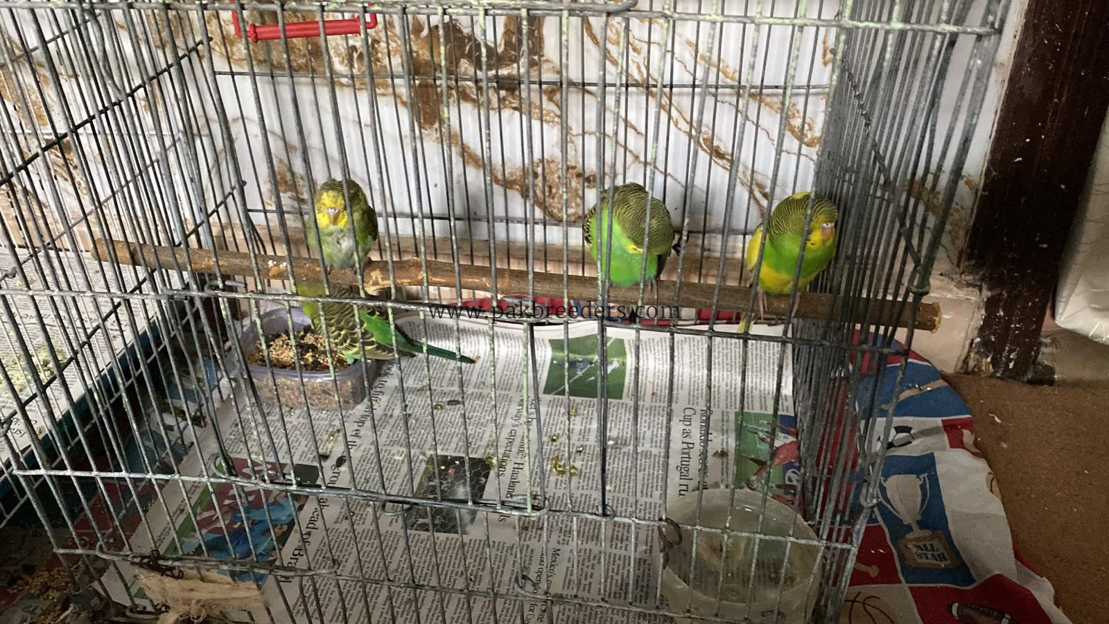 Budgies / Australian
